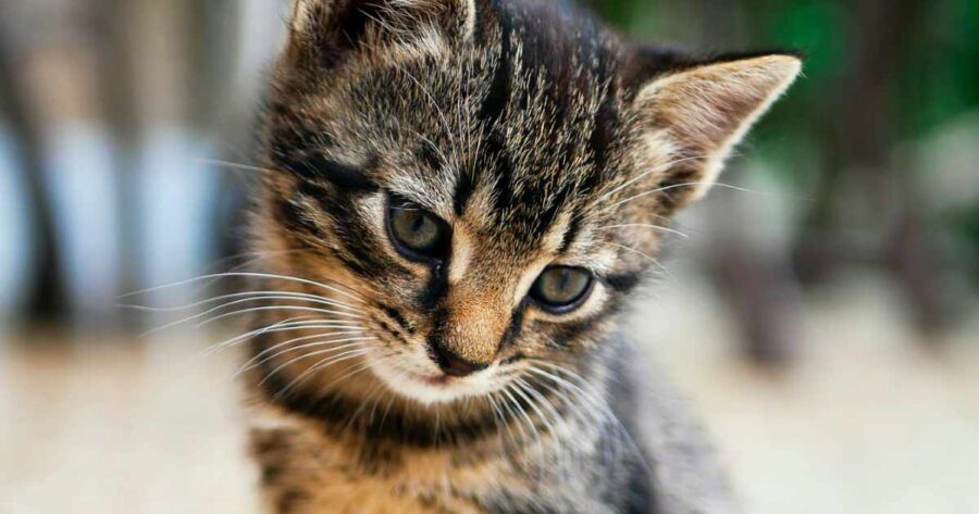 animal1